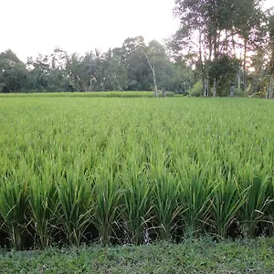 Indigo Tree 3* Ubud (Bali)